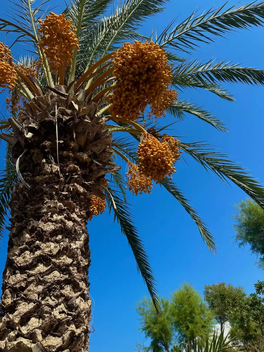 Date palm in the Riviera gardens