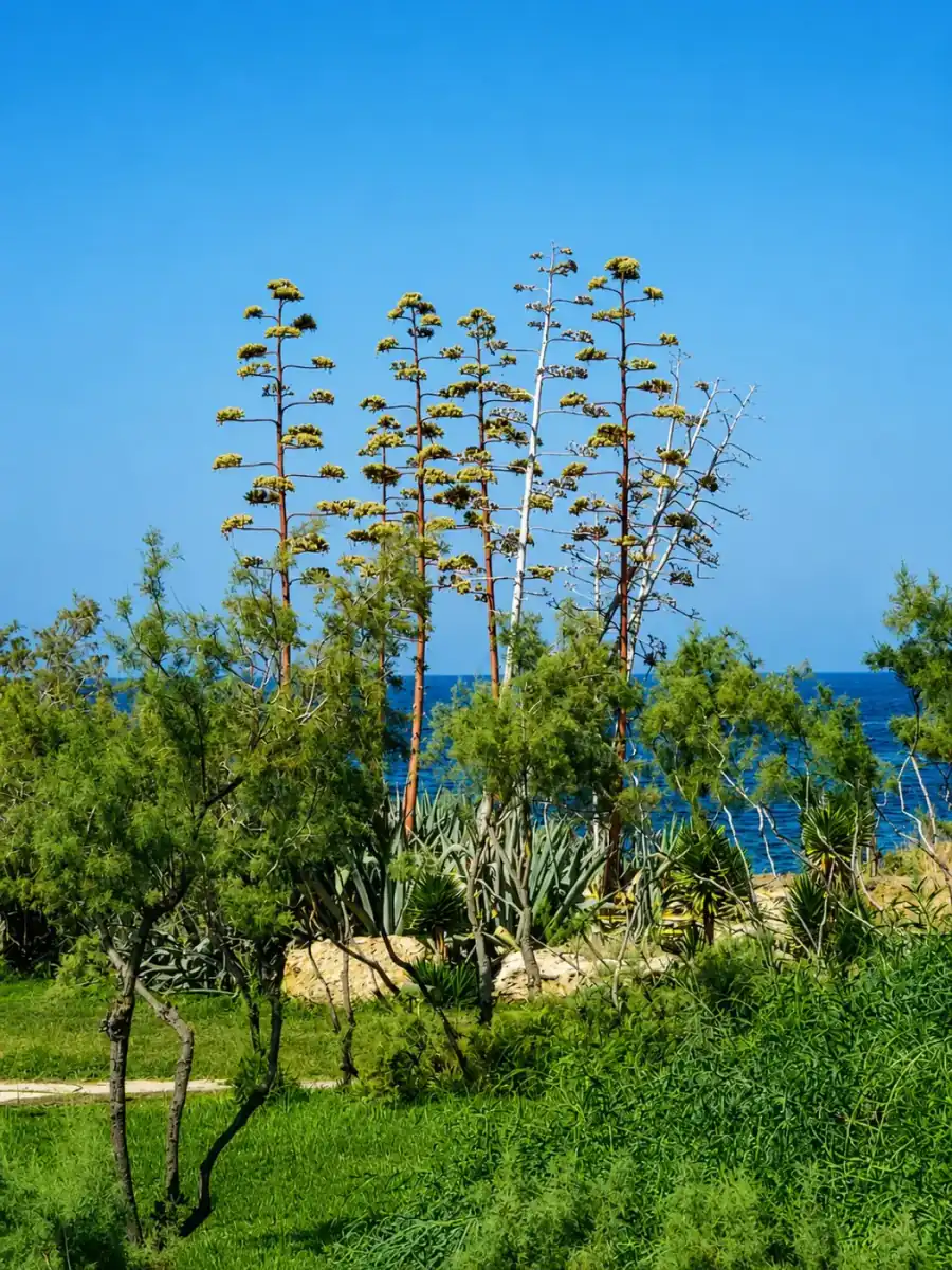 Agave plants in the Riviera gardens
