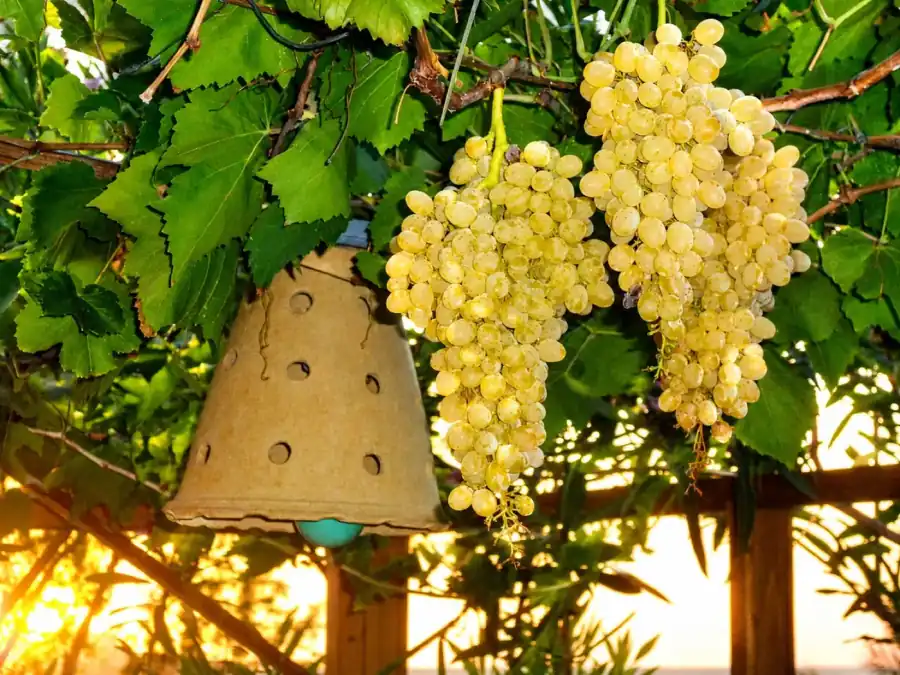 Grapes in the Riviera gardens